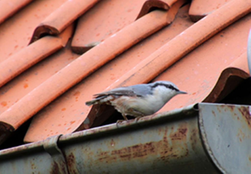 Picchio muratore (Sitta europaea)